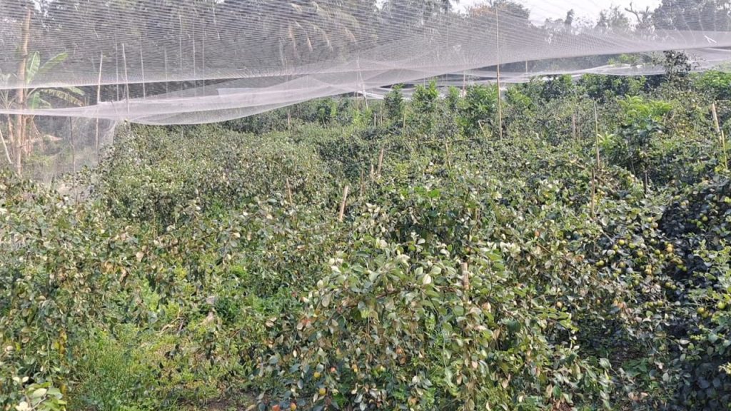 বাগান থেকে ৪০০ মণ বরই চুরি