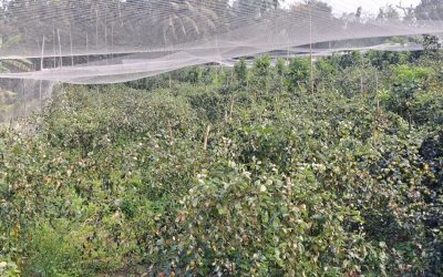 বাগান থেকে ৪০০ মণ বরই চুরি