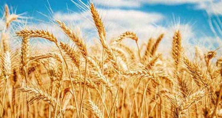 এপ্রিল থেকে অভ্যন্তরীণ গম সংগ্রহ অভিযান শুরু