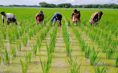 সাড়ে ৯ লাখ কৃষক পাচ্ছে ৬৪ কোটি টাকার প্রণোদনা