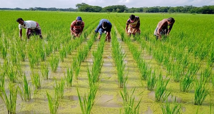 সাড়ে ৯ লাখ কৃষক পাচ্ছে ৬৪ কোটি টাকার প্রণোদনা